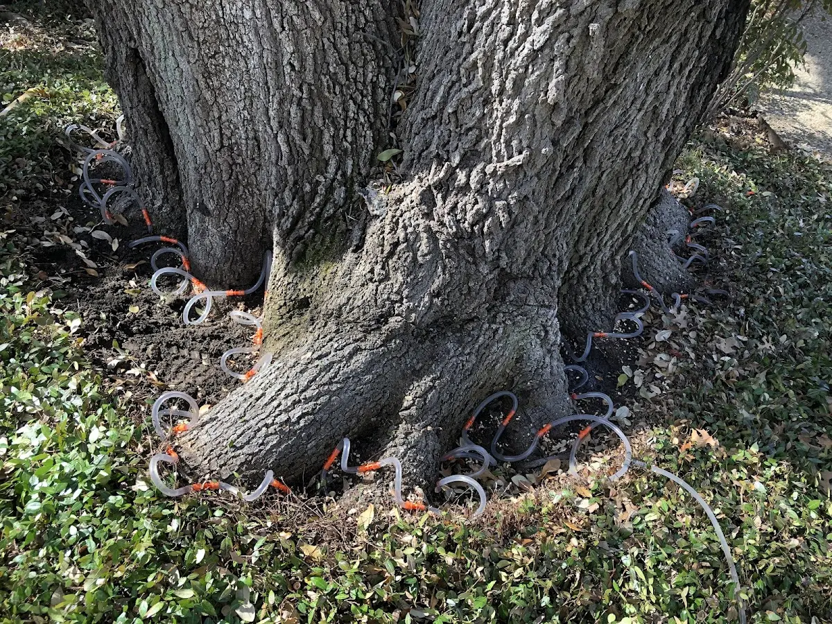 Detailed Tree Cabling and Bracing job site in Mellott